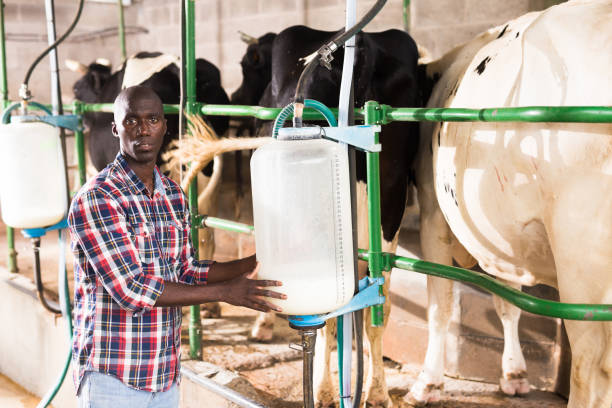 Milk Booster Supplement for Cow: The Complete Guide to Higher Milk Yield and Better Dairy Performance